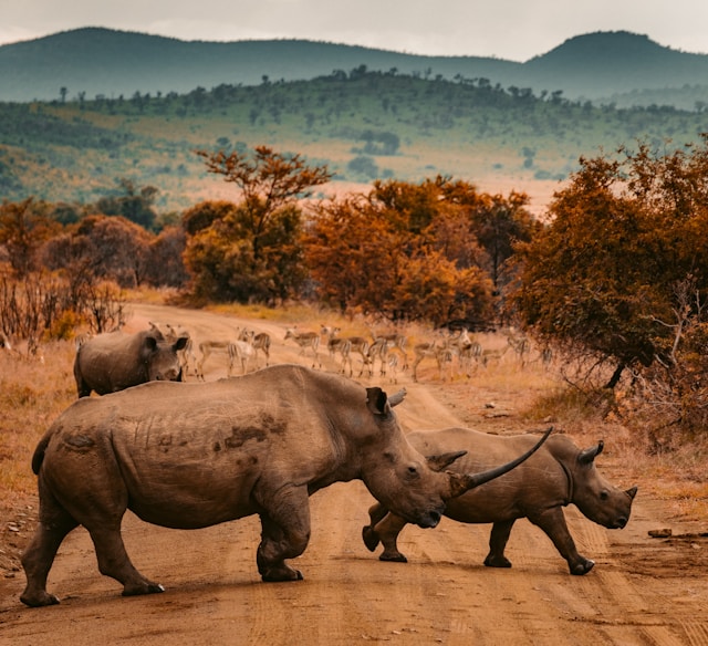 Safari in South Africa