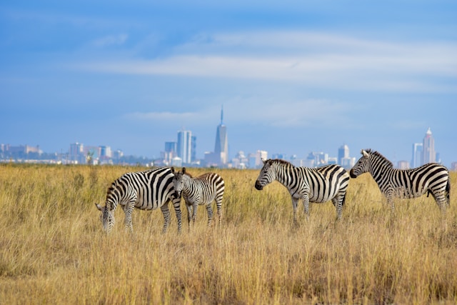 Best Things to do in Nairobi