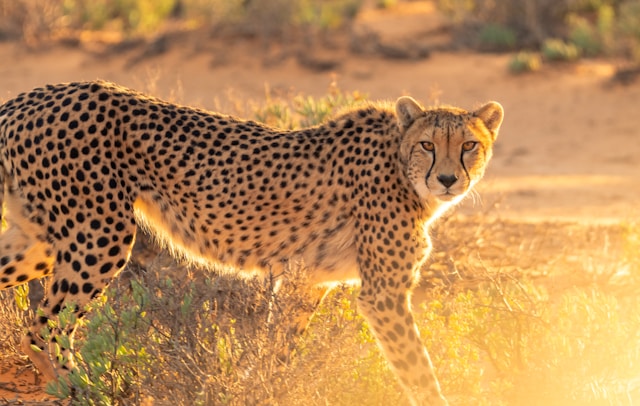 Cheap Things to do in Cape Town
