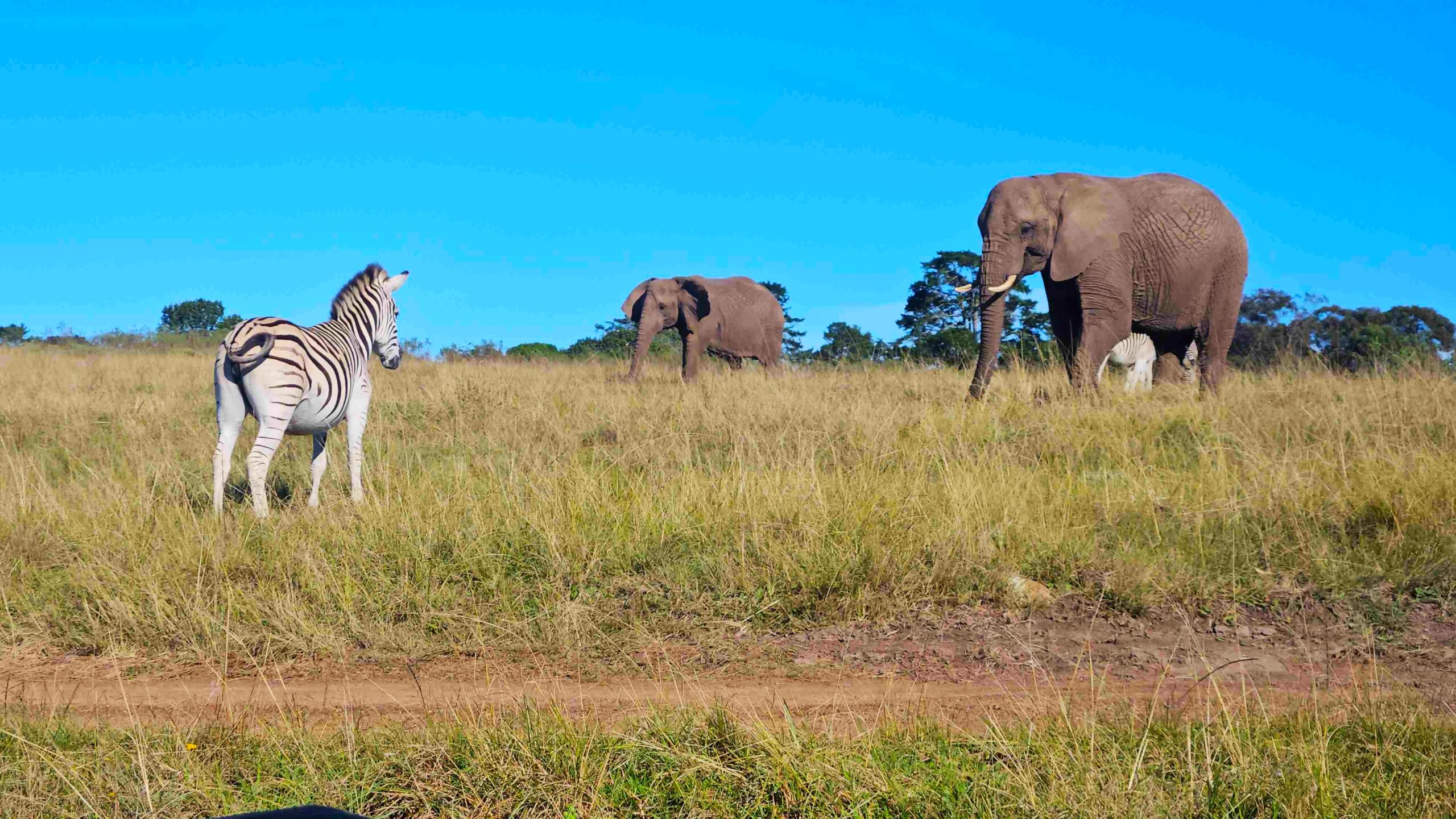 Knysna Elephant Park