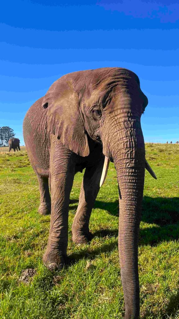 Knysna Elephant Park