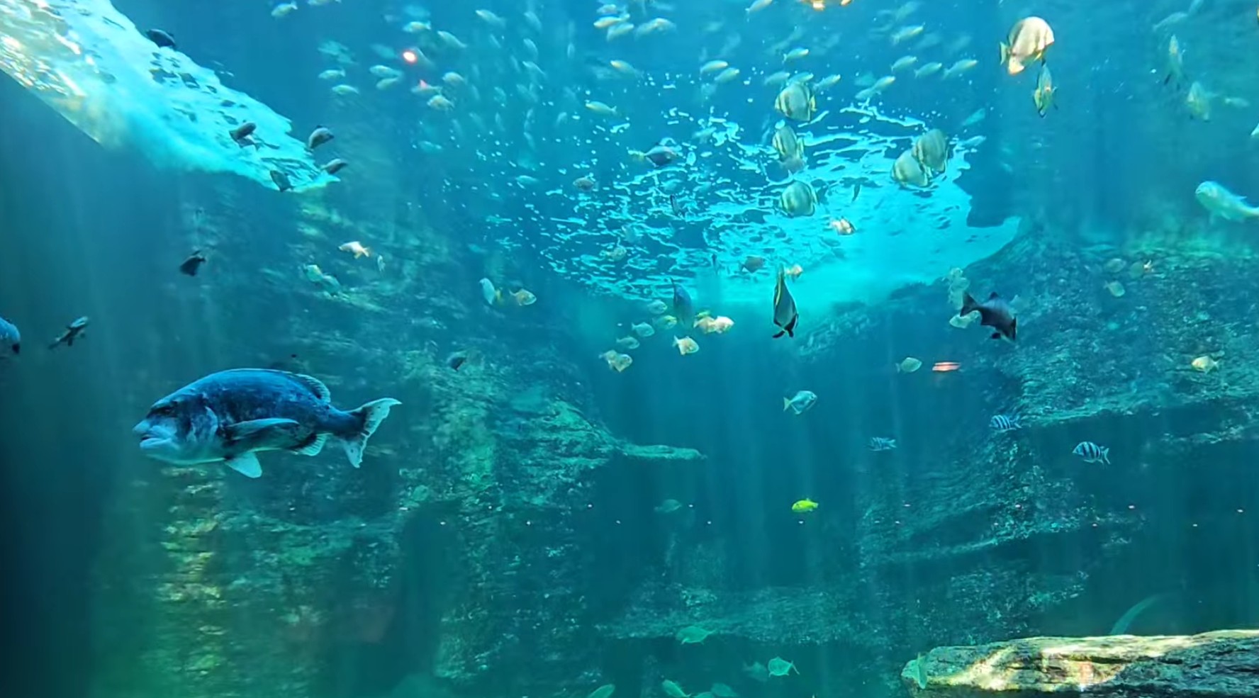 Two Oceans Aquarium Cape Town