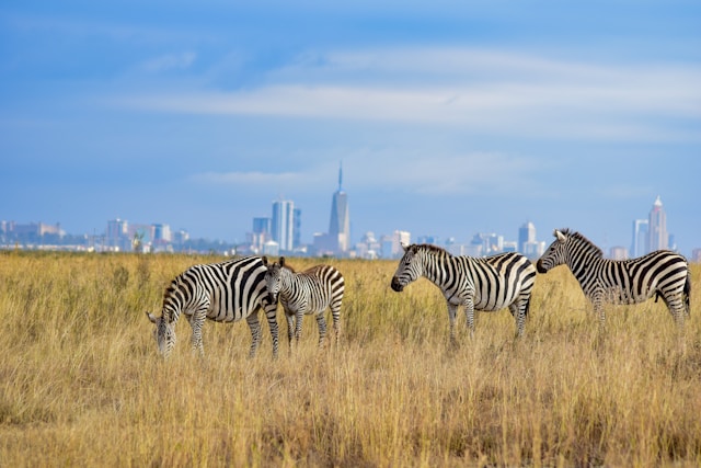 Why you should visit Nairobi