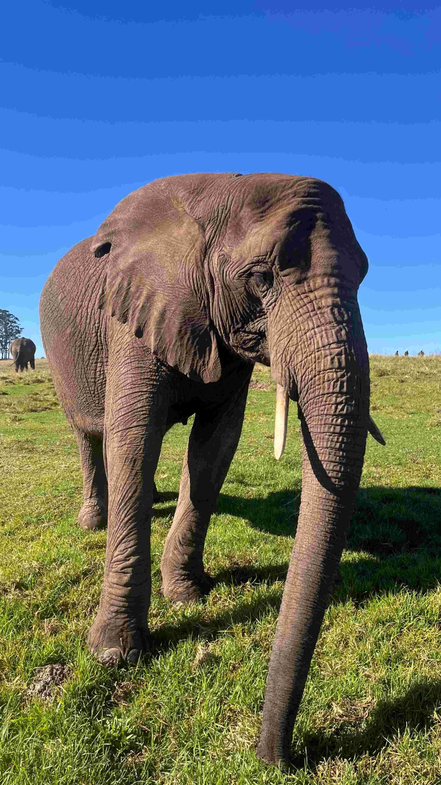 Addo Elephant National Park