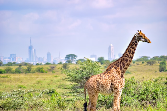 Nairobi Travel Guide