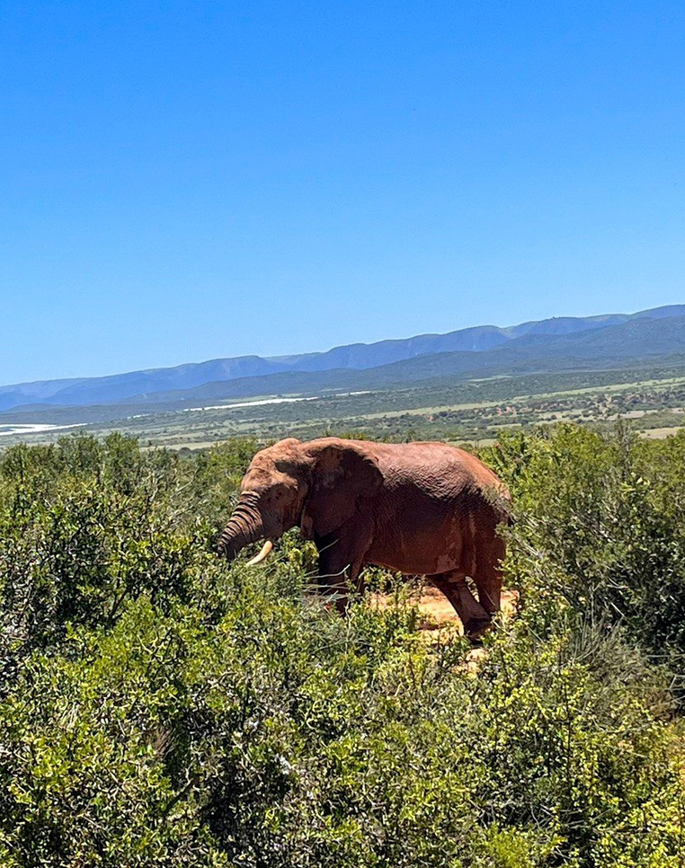 Addo Elephant National Park