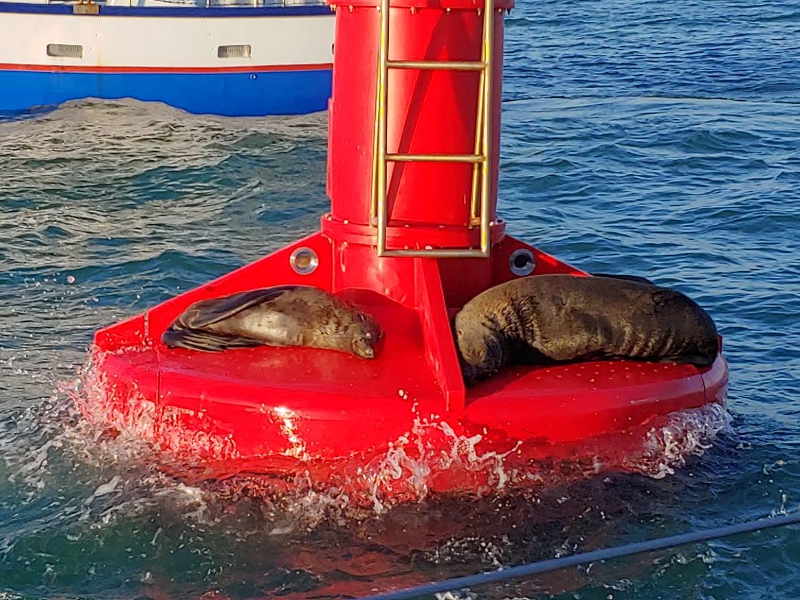 Seal Island Cape Town